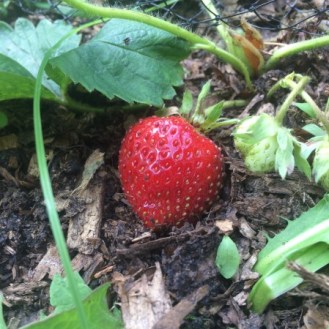 sweet strawberry